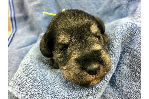 成約済の千葉県のミニチュアシュナウザー-122345の4枚目